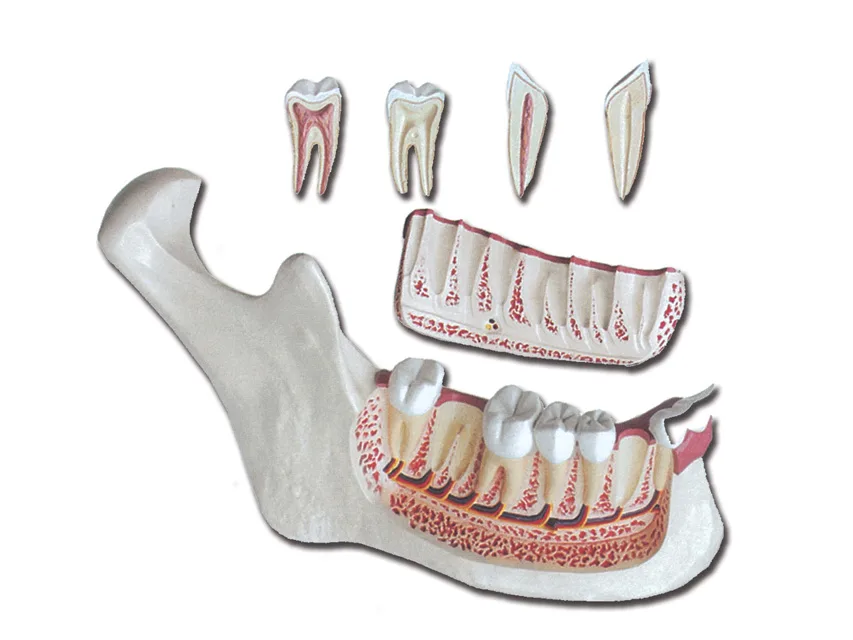 Maxilar inferior - 6 piese - 3X
